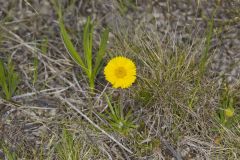 Lakeside Daisy, Tetraneuris herbacea