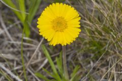 Lakeside Daisy, Tetraneuris herbacea