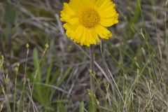 Lakeside Daisy, Tetraneuris herbacea