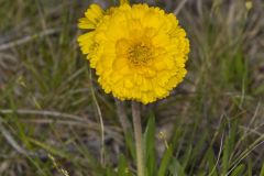 Lakeside Daisy, Tetraneuris herbacea