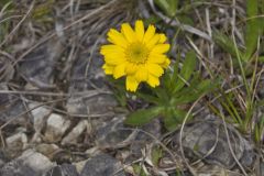 Lakeside Daisy, Tetraneuris herbacea