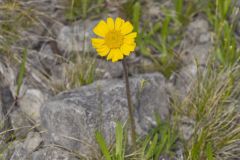 Lakeside Daisy, Tetraneuris herbacea