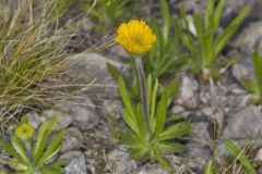 Lakeside Daisy, Tetraneuris herbacea