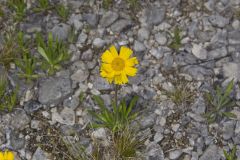 Lakeside Daisy, Tetraneuris herbacea