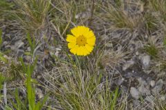 Lakeside Daisy, Tetraneuris herbacea