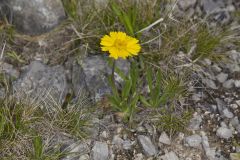 Lakeside Daisy, Tetraneuris herbacea