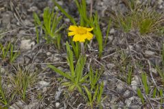 Lakeside Daisy, Tetraneuris herbacea