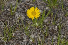 Lakeside Daisy, Tetraneuris herbacea