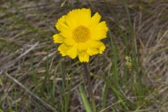 Lakeside Daisy, Tetraneuris herbacea