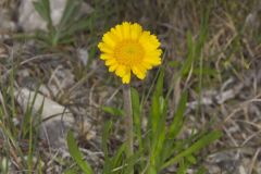 Lakeside Daisy, Tetraneuris herbacea