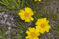 Lakeside Daisy, Tetraneuris herbacea