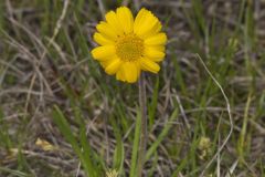 Lakeside Daisy, Tetraneuris herbacea