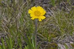 Lakeside Daisy, Tetraneuris herbacea