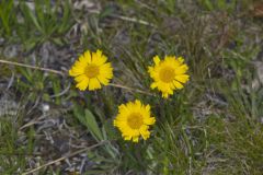 Lakeside Daisy, Tetraneuris herbacea