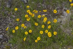 Lakeside Daisy, Tetraneuris herbacea