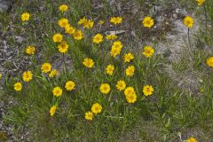 Lakeside Daisy, Tetraneuris herbacea