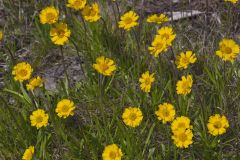 Lakeside Daisy, Tetraneuris herbacea