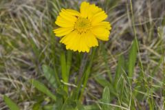 Lakeside Daisy, Tetraneuris herbacea