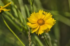 Lance-leaved Coreopsis, Coreopsis lanceolata