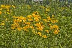 Lance-leaved Coreopsis, Coreopsis lanceolata