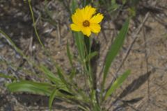 Lance-leaved Coreopsis, Coreopsis lanceolata