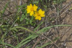 Lance-leaved Coreopsis, Coreopsis lanceolata