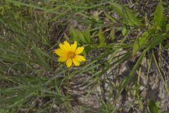 Lance-leaved Coreopsis, Coreopsis lanceolata