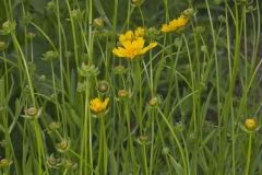 Lance-leaved Coreopsis, Coreopsis lanceolata