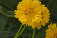 Lance-leaved Coreopsis, Coreopsis lanceolata