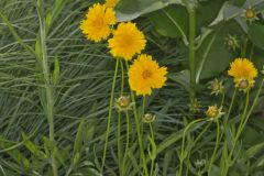 Lance-leaved Coreopsis, Coreopsis lanceolata