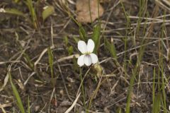 Lance-leaved Violet, Viola lanceolata