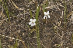 Lance-leaved Violet, Viola lanceolata