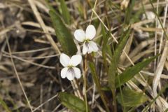 Lance-leaved Violet, Viola lanceolata