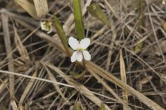 Lance-leaved Violet, Viola lanceolata