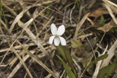 Lance-leaved Violet, Viola lanceolata