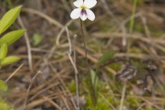 Lance-leaved Violet, Viola lanceolata