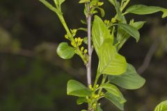 Lanceleaf Buckthorn, Rhamnus lanceolata