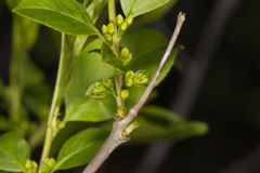 Lanceleaf Buckthorn, Rhamnus lanceolata