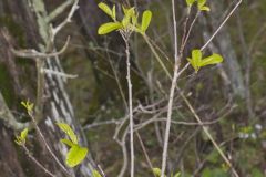Lanceleaf Buckthorn, Rhamnus lanceolata