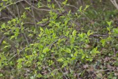 Lanceleaf Buckthorn, Rhamnus lanceolata