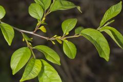 Lanceleaf Buckthorn, Rhamnus lanceolata