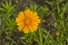 Lanceleaf Coreopsis, Coreopsis lanceolata