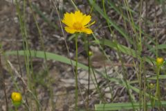 Lanceleaf Coreopsis, Coreopsis lanceolata