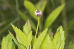 Lanceleaf Fogfruit, Phyla lanceolata