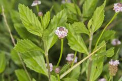 Lanceleaf Fogfruit, Phyla lanceolata