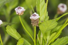 Lanceleaf Fogfruit, Phyla lanceolata