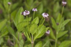 Lanceleaf Fogfruit, Phyla lanceolata