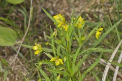 Lanceleaf Loosestrife, Lysimachia lanceolata