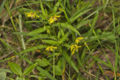 Lanceleaf Loosestrife, Lysimachia lanceolata