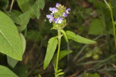 Lanceleaf Selfheal, Prunella vulgaris ssp. lanceolata